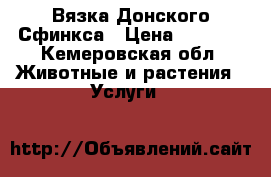 Вязка Донского Сфинкса › Цена ­ 1 000 - Кемеровская обл. Животные и растения » Услуги   